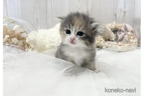 成約済の大阪府のサイベリアン-45892の20枚目